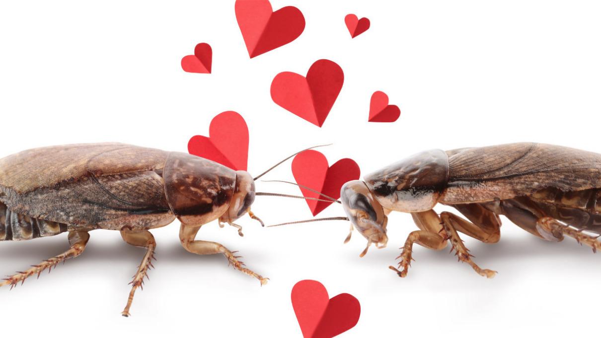 ¿Quieres vengarte de tu ex? Bautiza una cucaracha con su nombre y dásela por San Valentín