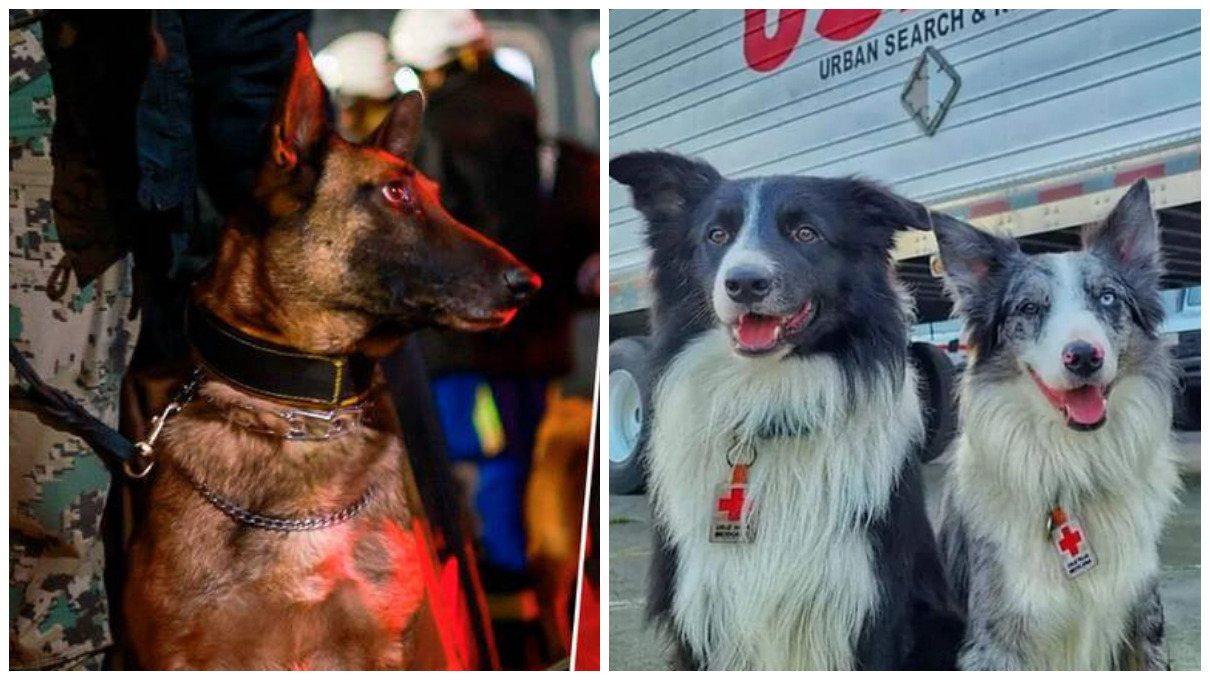 Rex, July, Ecko y Timba: ellos son los valientes perritos rescatistas que irán a ayudar a Turquía