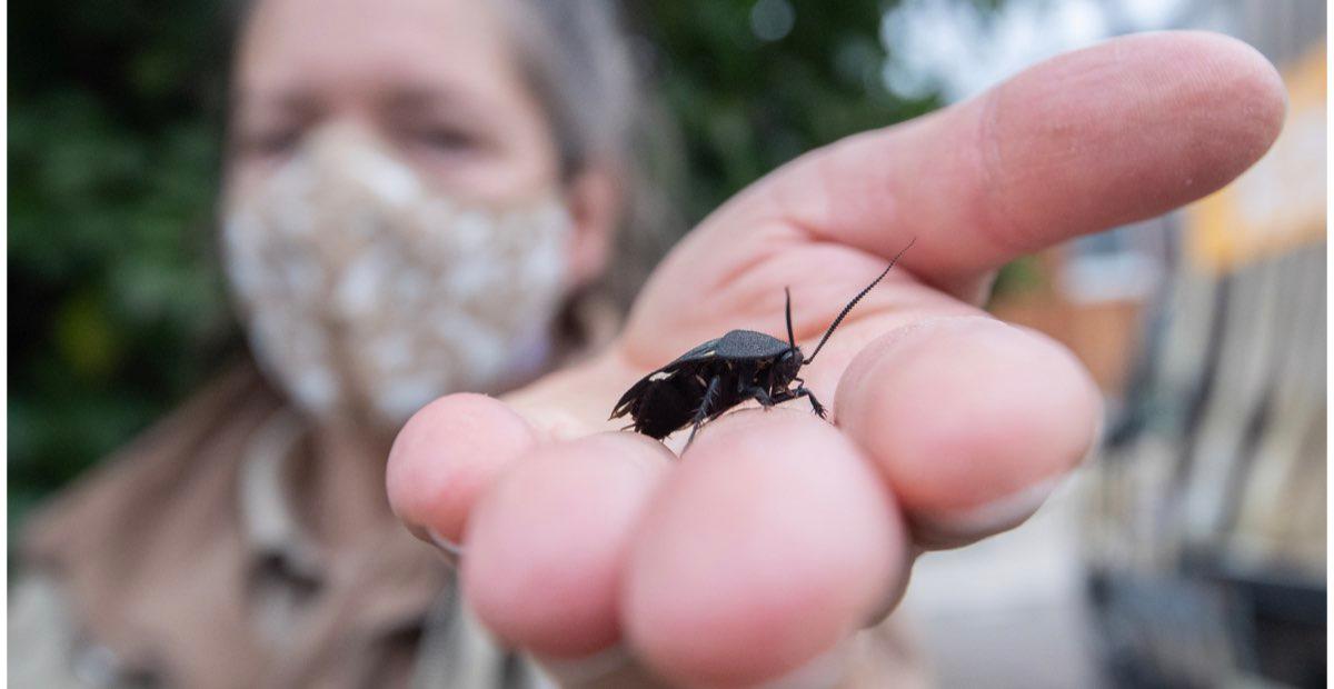 ¿Odias a tu ex? En este zoológico puedes vengarte con una cucaracha este San Valentín